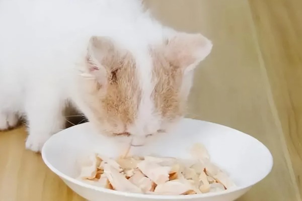 猫咪食欲不振的原因及处理方法，可能是消化不良所致