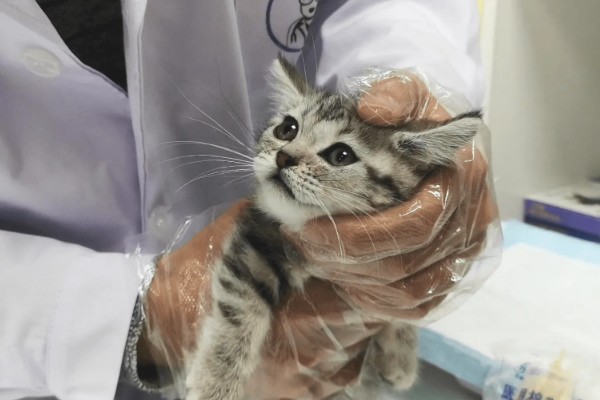 猫咪食欲不振的原因及处理方法，可能是消化不良所致