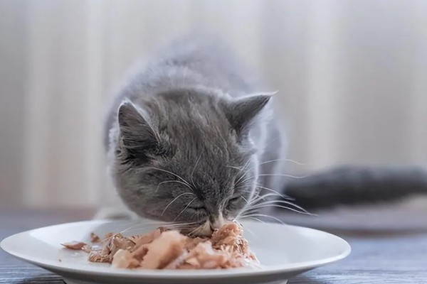 猫咪食欲不振的原因及处理方法，可能是消化不良所致