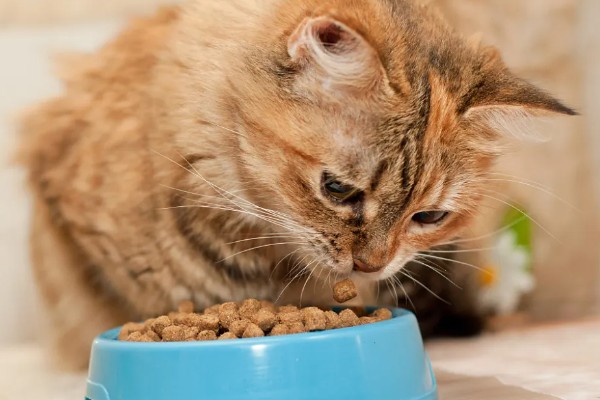 猫咪食欲不振的原因及处理方法，可能是消化不良所致