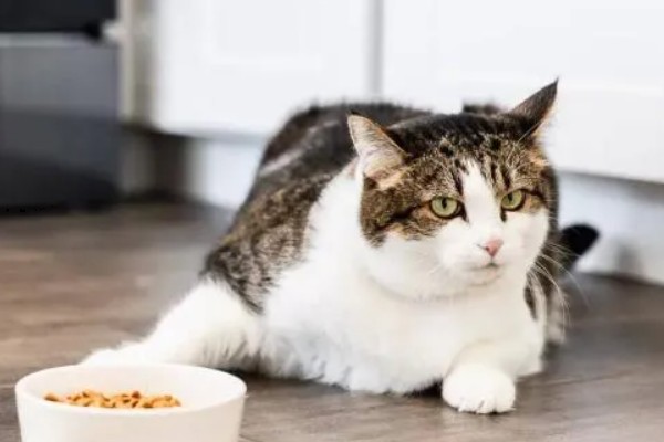 猫咪食欲不振的原因及处理方法，可能是消化不良所致