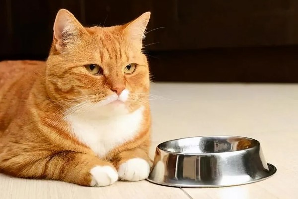 猫咪食欲不振的原因及处理方法，可能是消化不良所致