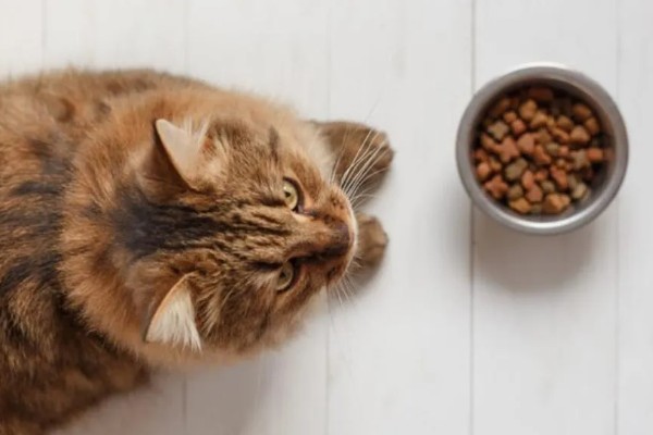 猫咪食欲不振的原因及处理方法，可能是消化不良所致