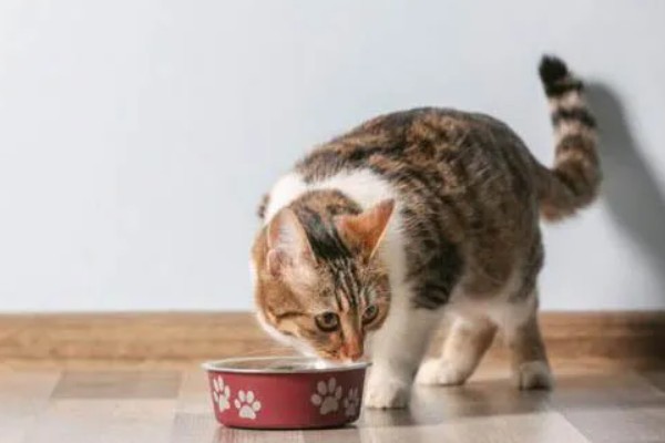 猫咪食欲不振的原因及处理方法，可能是消化不良所致