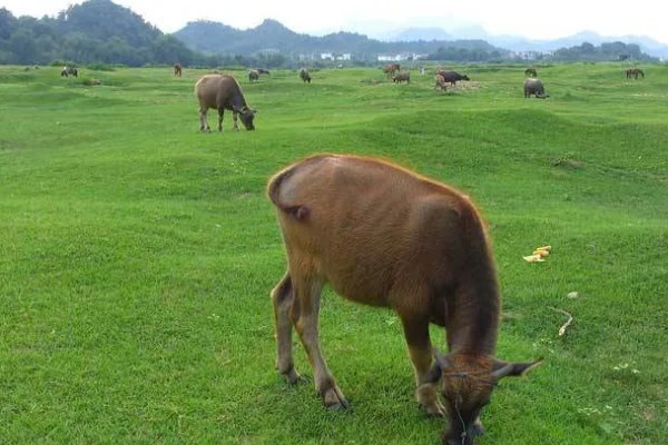 种草养牛的可行性怎样，可以获得优质安全的牛奶