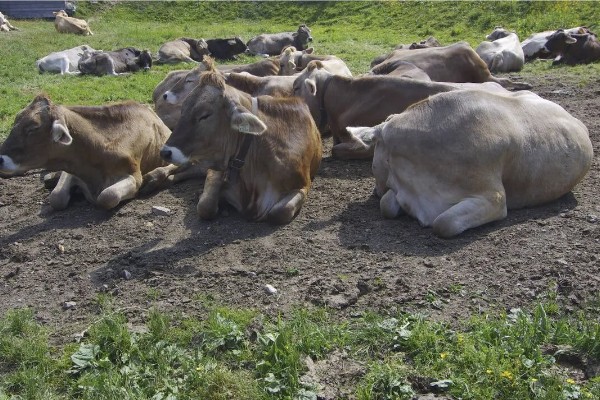 种草养牛的可行性怎样，可以获得优质安全的牛奶