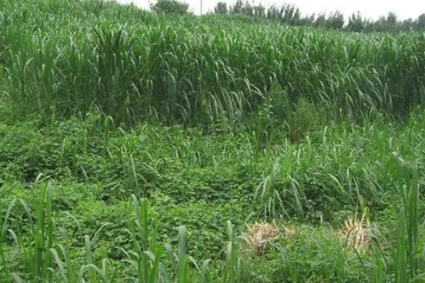 种草养牛的可行性怎样，可以获得优质安全的牛奶