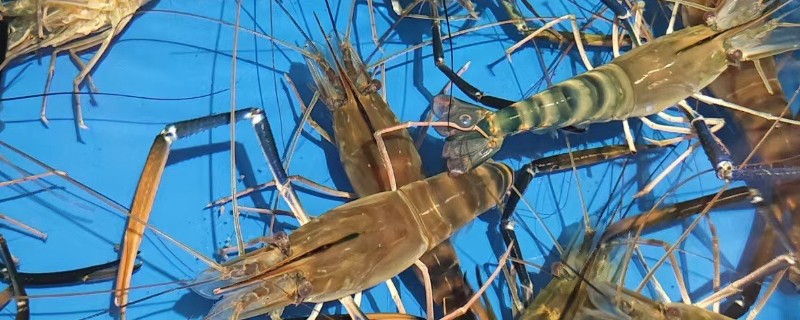 罗氏虾和基围虾的区别，科属和外形均不同