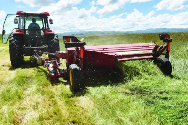 种草养牛的可行性怎样，可以获得优质安全的牛奶