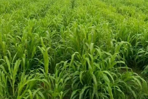 种草养牛的可行性怎样，可以获得优质安全的牛奶