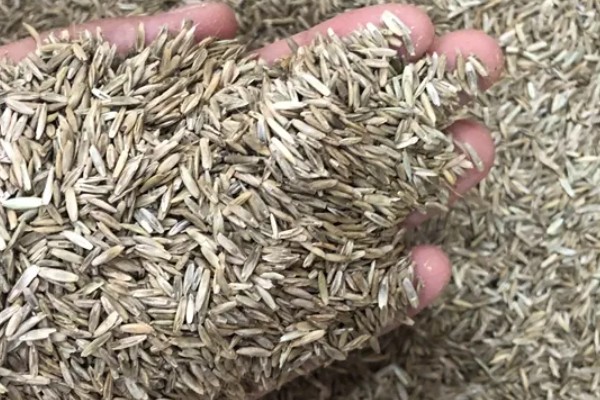 种草养牛的可行性怎样，可以获得优质安全的牛奶