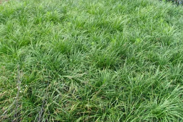 种草养牛的可行性怎样，可以获得优质安全的牛奶