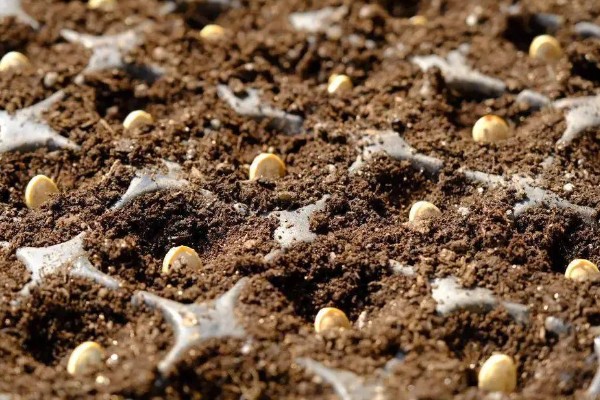 南瓜的种植方法，适宜生长在肥沃的土壤中