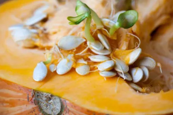 南瓜的种植方法，适宜生长在肥沃的土壤中