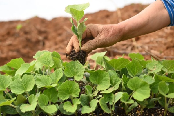 南瓜的种植方法，适宜生长在肥沃的土壤中