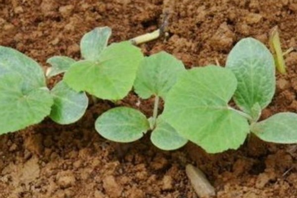 南瓜的种植方法，适宜生长在肥沃的土壤中