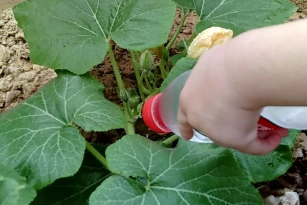 南瓜的种植方法，适宜生长在肥沃的土壤中