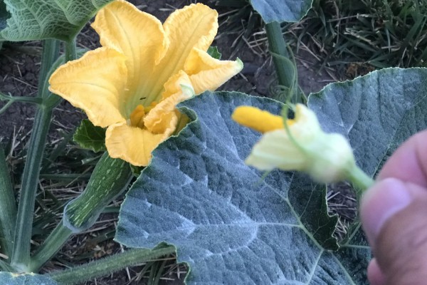 南瓜的种植方法，适宜生长在肥沃的土壤中