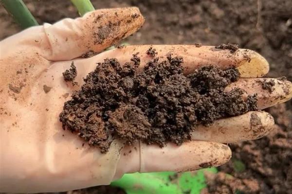 金樱子的养殖方法，喜欢在阳光好的地方养殖