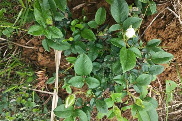 金樱子的养殖方法，喜欢在阳光好的地方养殖