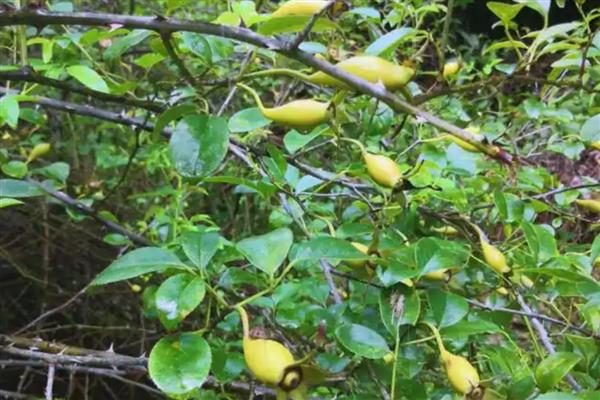 金樱子的养殖方法，喜欢在阳光好的地方养殖