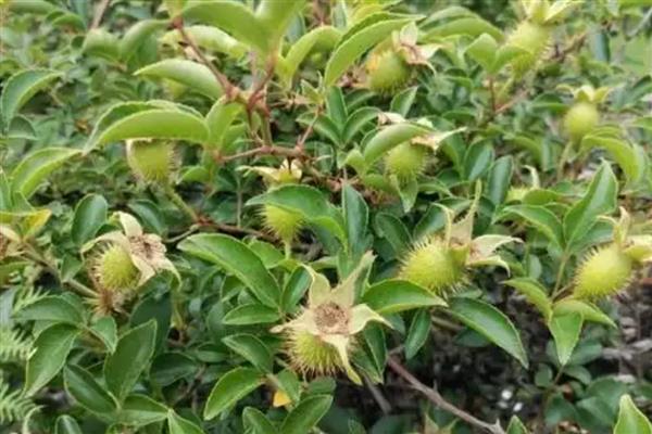 金樱子的养殖方法，喜欢在阳光好的地方养殖