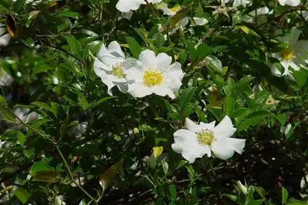 金樱子的养殖方法，喜欢在阳光好的地方养殖