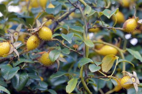 金樱子的养殖方法，喜欢在阳光好的地方养殖