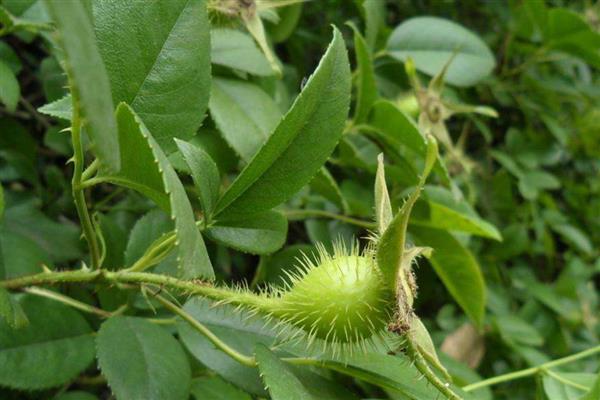 金樱子的养殖方法，喜欢在阳光好的地方养殖