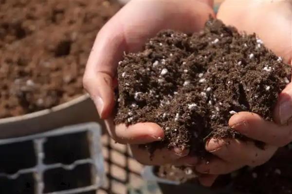 怎么栽金蛋子盆栽野生桩,不要用黏性较大的泥土种植