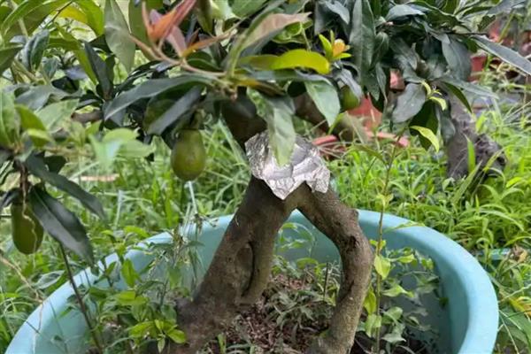 怎么栽金蛋子盆栽野生桩,不要用黏性较大的泥土种植