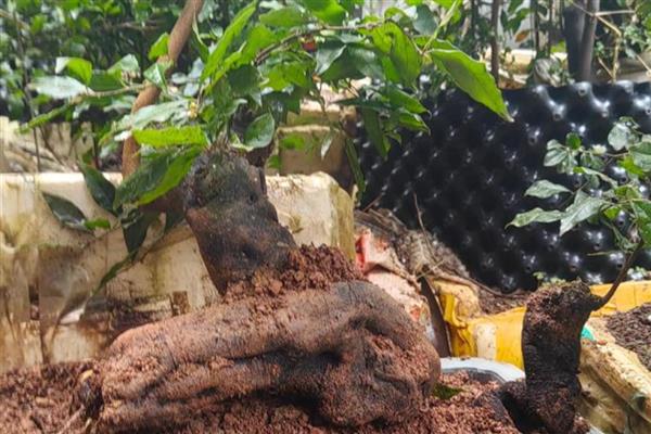 怎么栽金蛋子盆栽野生桩,不要用黏性较大的泥土种植