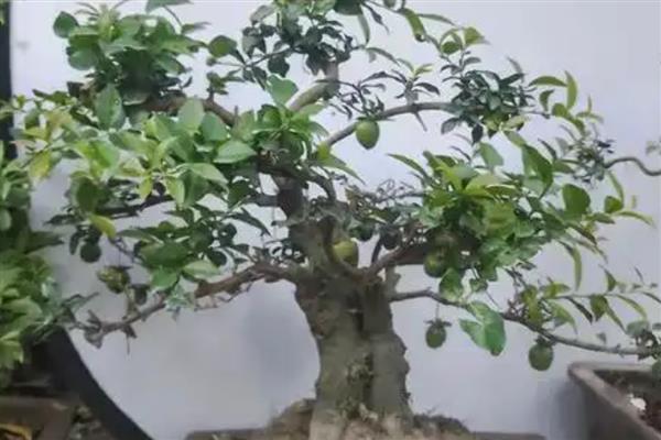 怎么栽金蛋子盆栽野生桩,不要用黏性较大的泥土种植