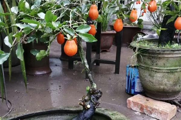 怎么栽金蛋子盆栽野生桩,不要用黏性较大的泥土种植