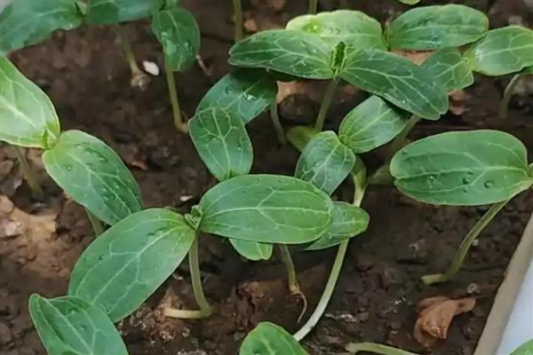 观赏葫芦怎么养护，应当多施加薄肥