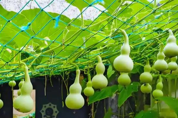 观赏葫芦怎么养护，应当多施加薄肥