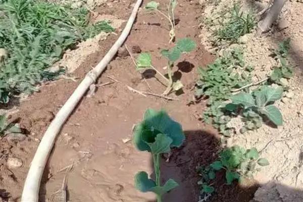 观赏葫芦怎么养护，应当多施加薄肥