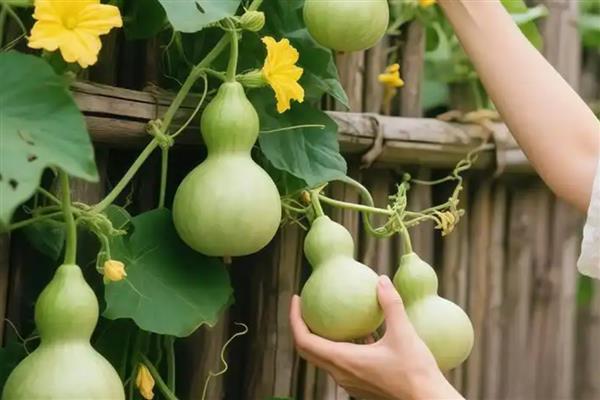 观赏葫芦怎么养护，应当多施加薄肥