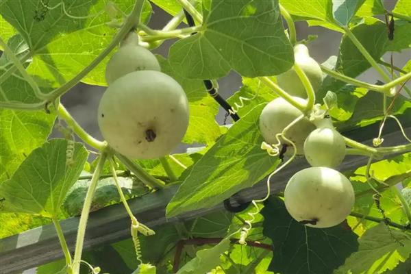 观赏葫芦怎么养护，应当多施加薄肥