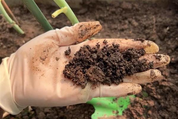 怎么养小叶紫檀，一般2-3天浇水一次就好