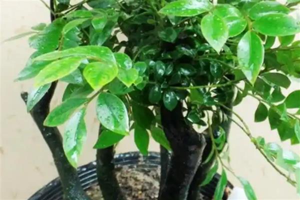 怎么养小叶紫檀，一般2-3天浇水一次就好