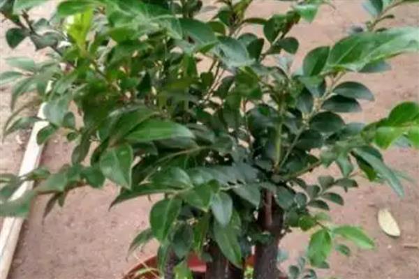 怎么养小叶紫檀，一般2-3天浇水一次就好