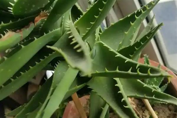 芦荟叶子为什么往里卷,可能是水分失衡所致