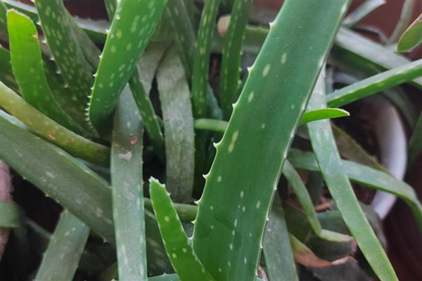 芦荟叶子为什么往里卷,可能是水分失衡所致