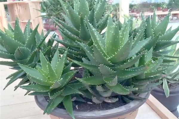 芦荟叶子为什么往里卷,可能是水分失衡所致