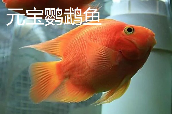 元宝鹦鹉鱼和财神鹦鹉鱼的区别,外形和颜色均不同