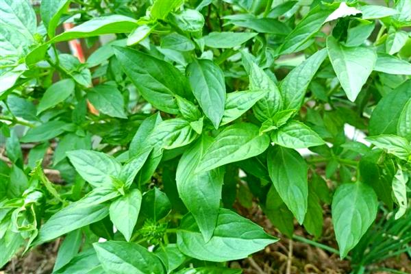 金不换是什么，名称叫做罗勒