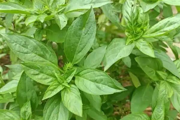 金不换是什么，名称叫做罗勒