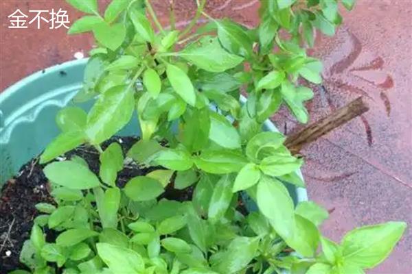 金不换是什么，名称叫做罗勒