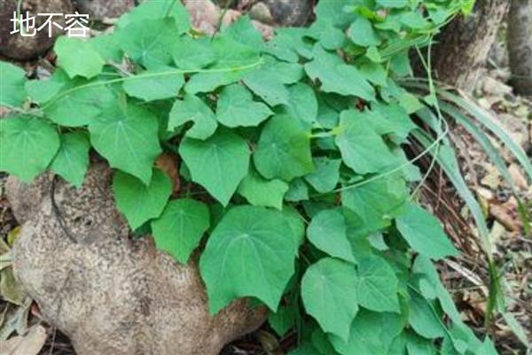 金不换是什么，名称叫做罗勒